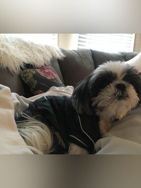 FREE SHIPPING & GIFT✨